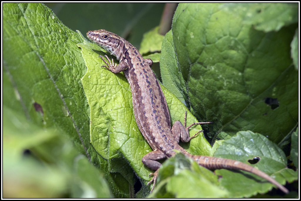 Lézard-vivipare(Zootoca vivipara)(5).jpg