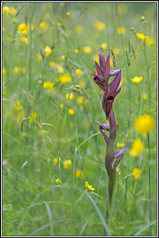 flore(387)(1).jpg