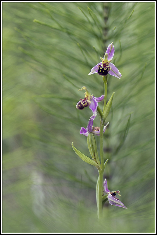 flore(405)(1).jpg