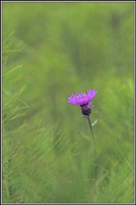 flore(421)(1).jpg