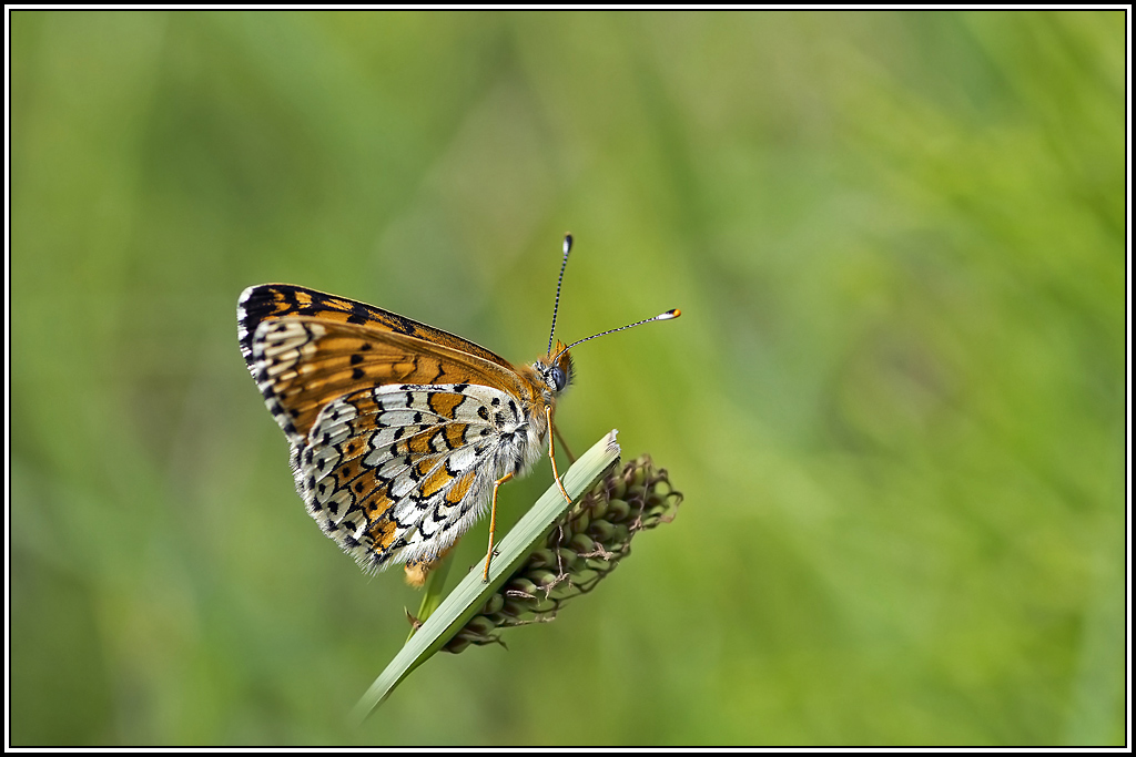 melitee_du_plantain(melitaea-cinxia)(20).jpg