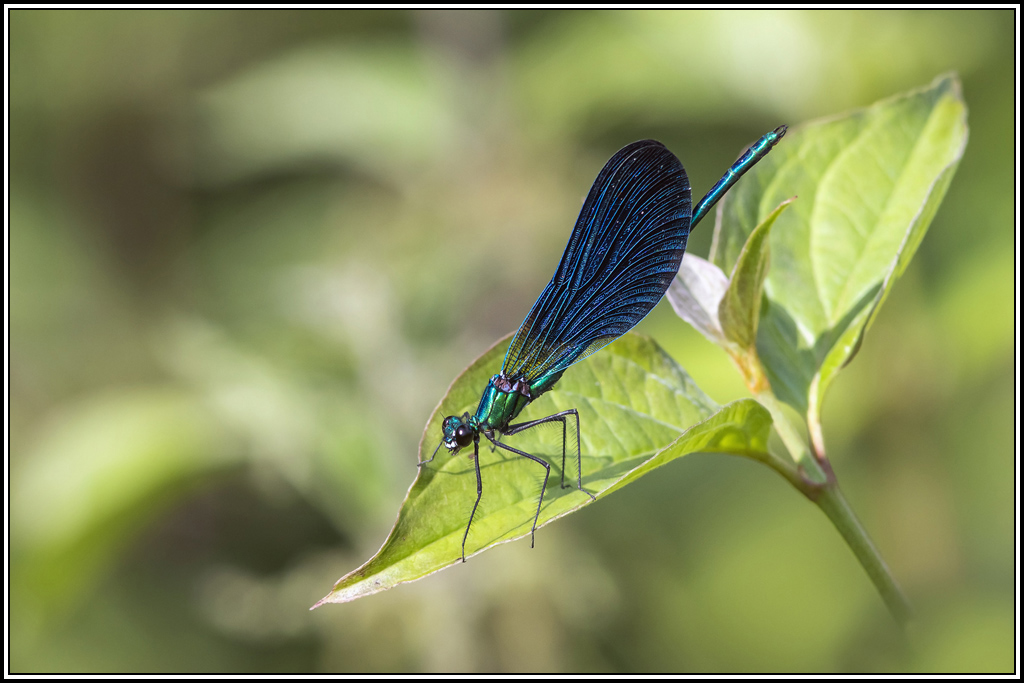Caloptéryx-vierge-mâle(Calopteryx-virgo)(18).jpg