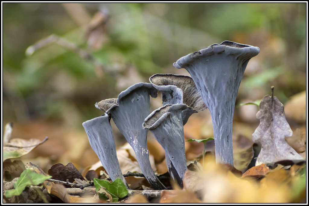 champignon(272_275).jpg