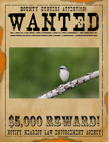wanted RAPTOU.jpg