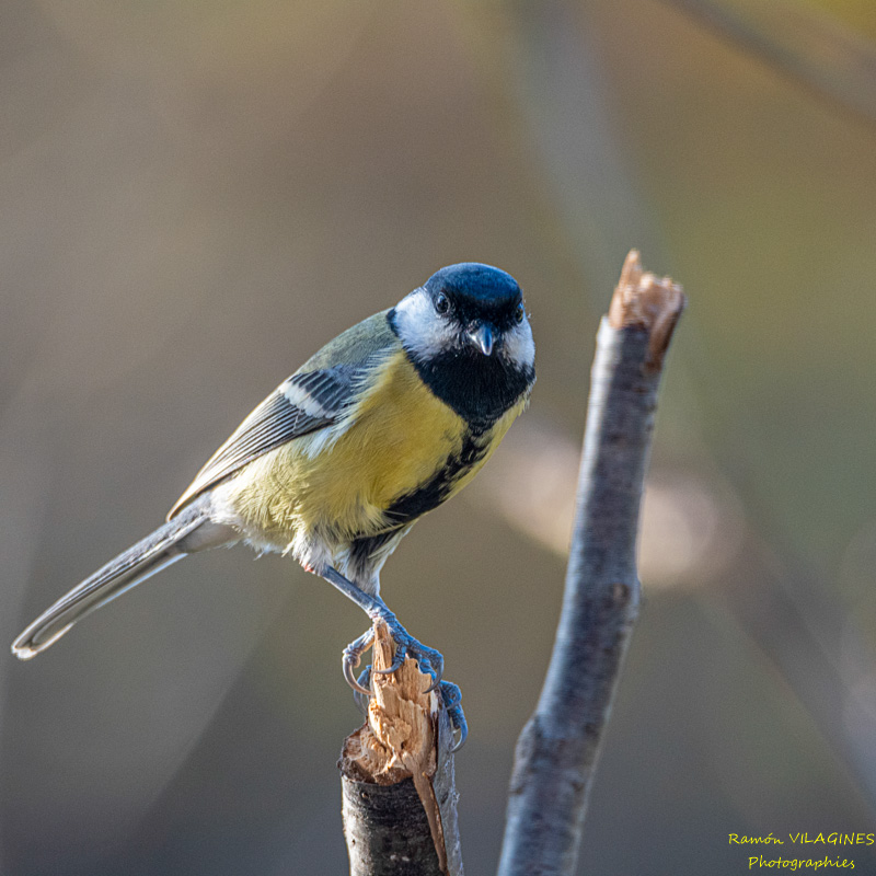 _DSC7004-ps.jpg