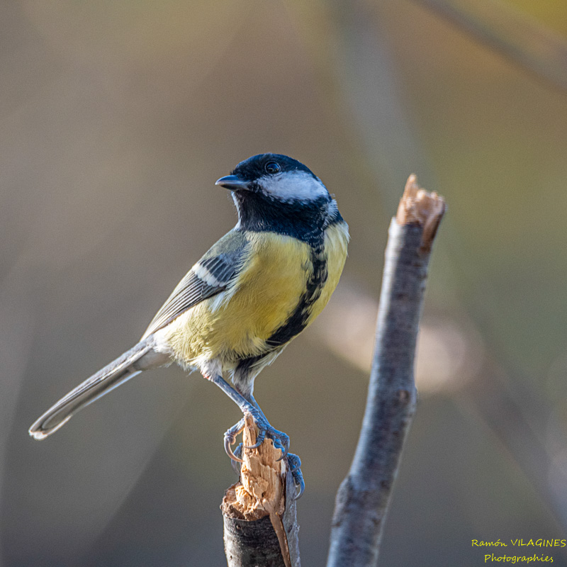 _DSC7005-ps.jpg
