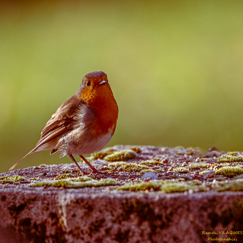 _DSC7024-ps.jpg