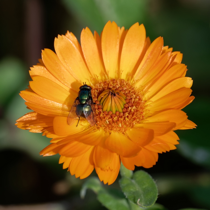 DSC_3064_DxO.jpg