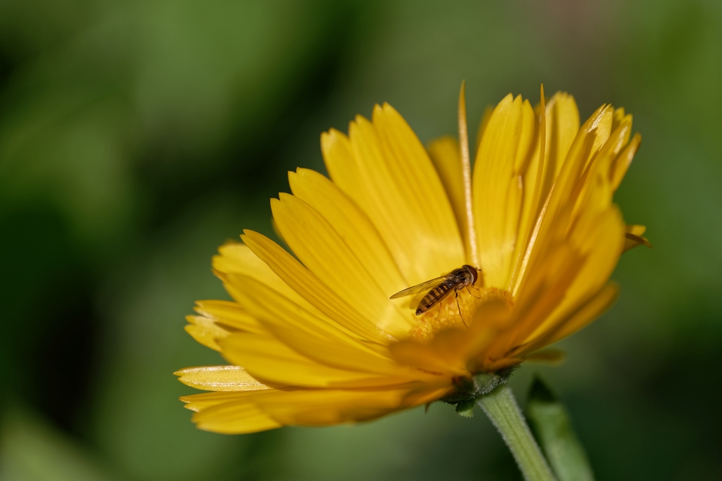 DSC_3070_DxO.jpg