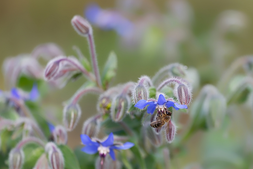 DSC_3077_DxO.jpg