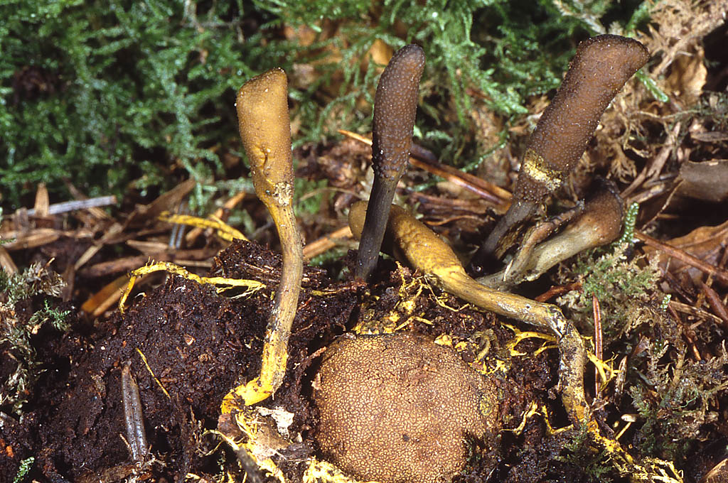 Cordyceps ophioglossoides sur truffe des cerfs Jacques Rivière.jpg