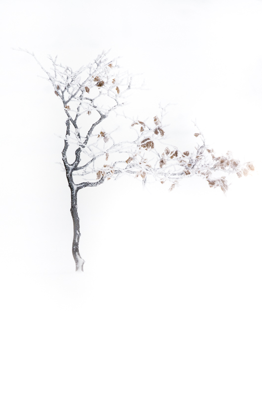 Paysage-hiver-Marc-Albrecht-1.jpg