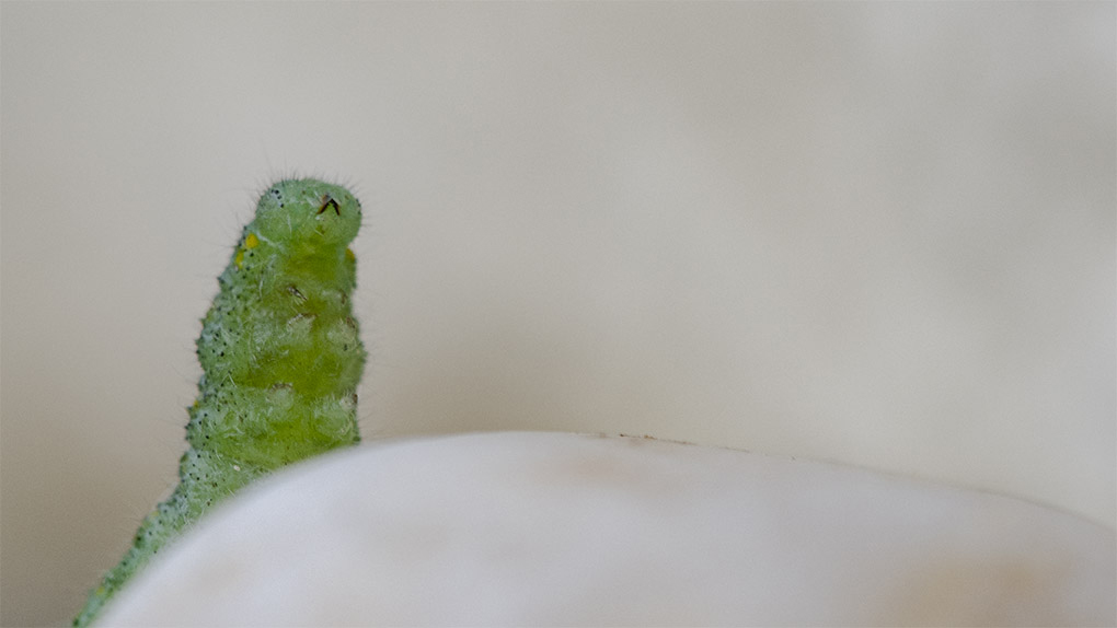 sticot 1.jpg