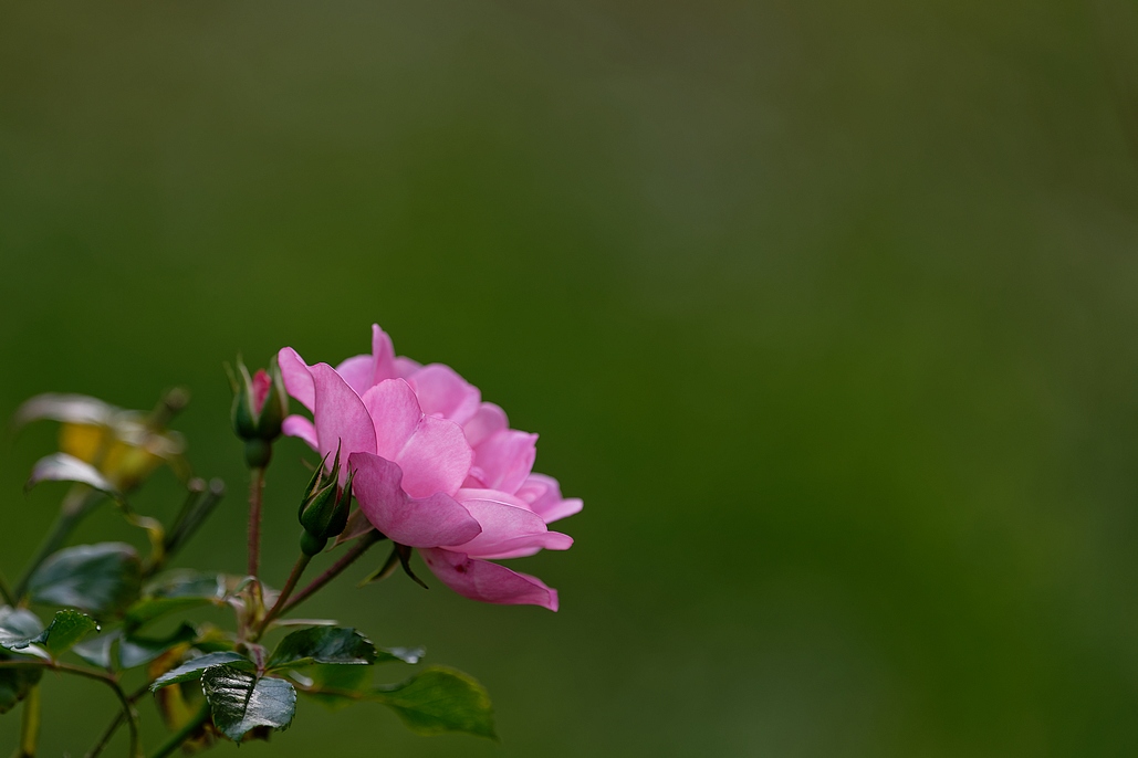 DSC_3089_DxO.jpg