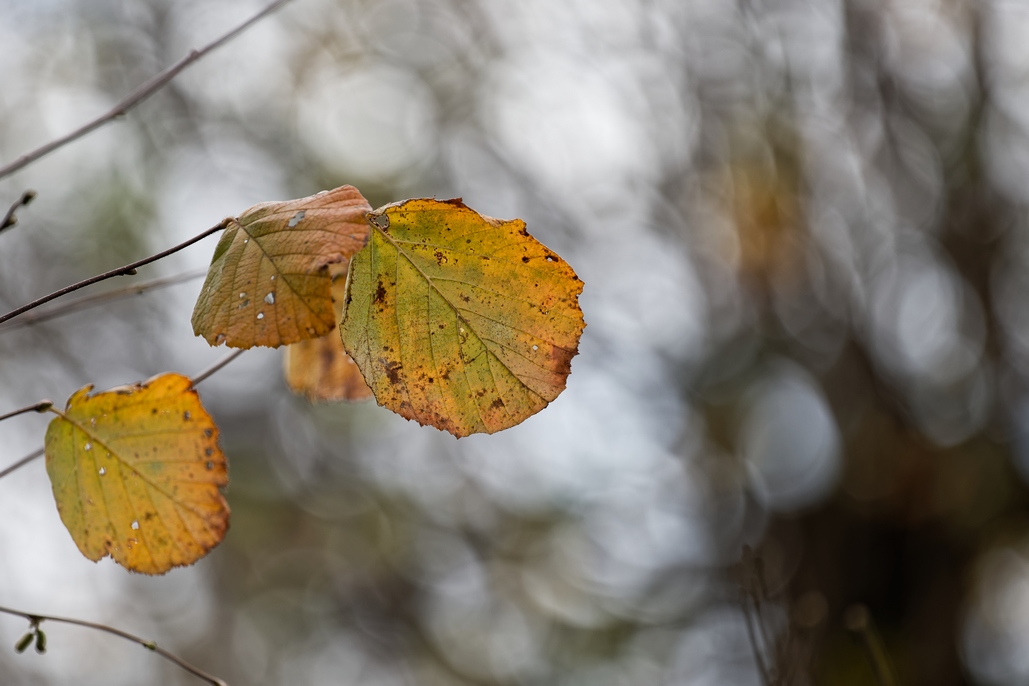 DSC_3090_DxO.jpg