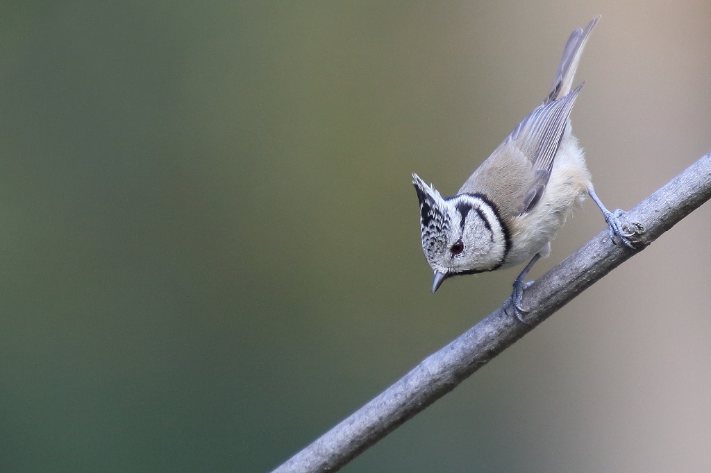 158 Mésange huppée.jpg