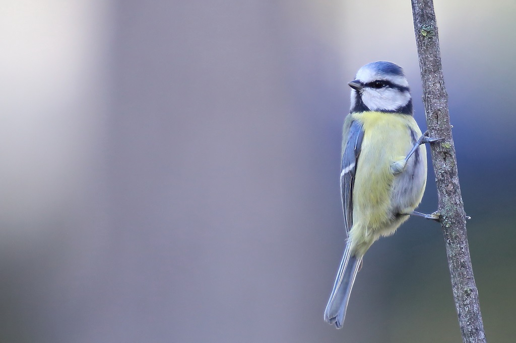 159 Mésange bleue.jpg