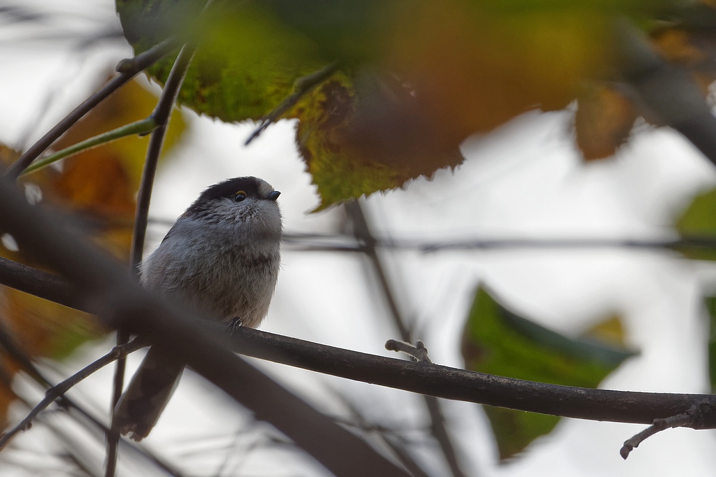 DSC_7019_DxO.jpg