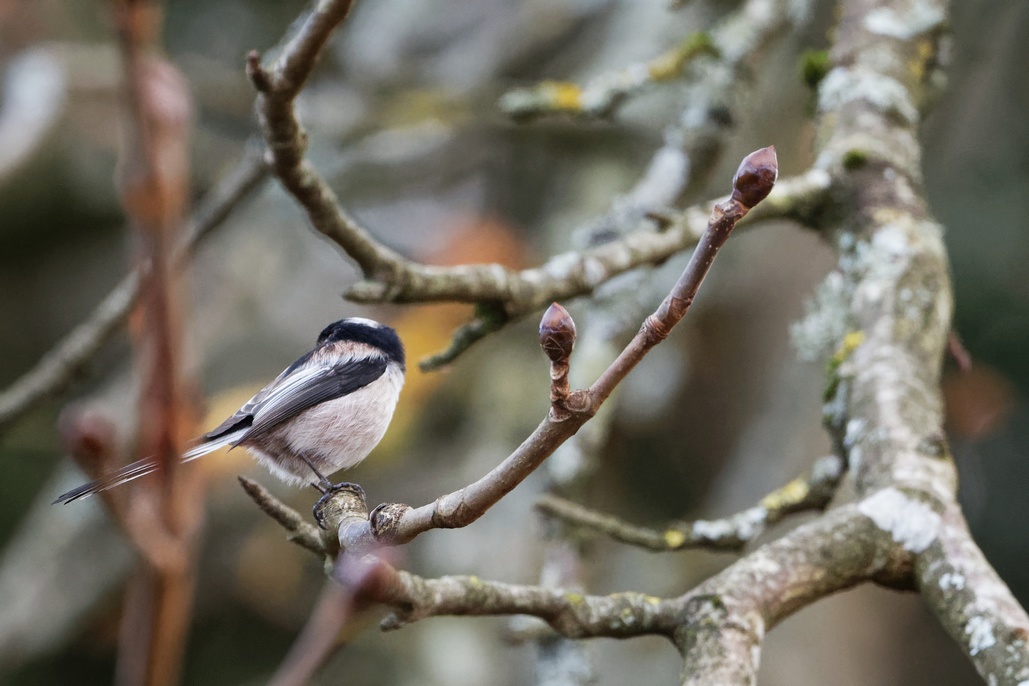 DSC_7020_DxO.jpg
