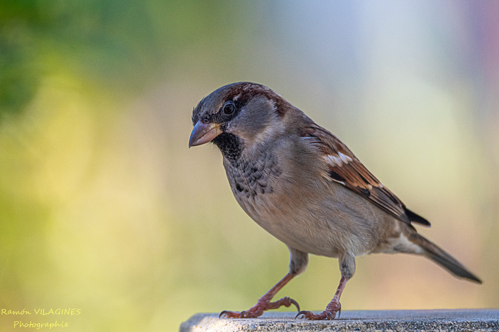 _DSC7092-ps.jpg