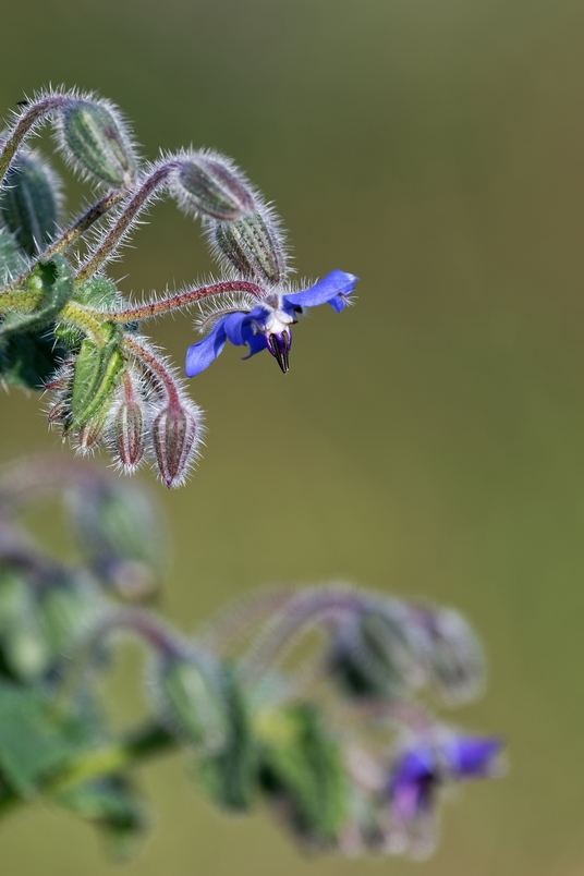 DSC_3096_DxO.jpg