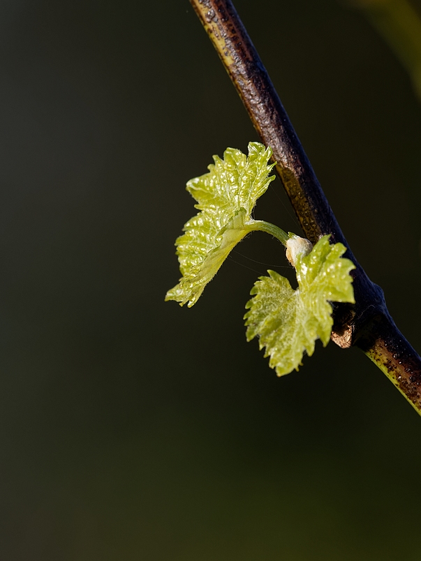 DSC_3100_DxO.jpg