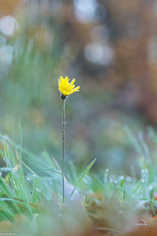 11112020-DSC_2628.jpg