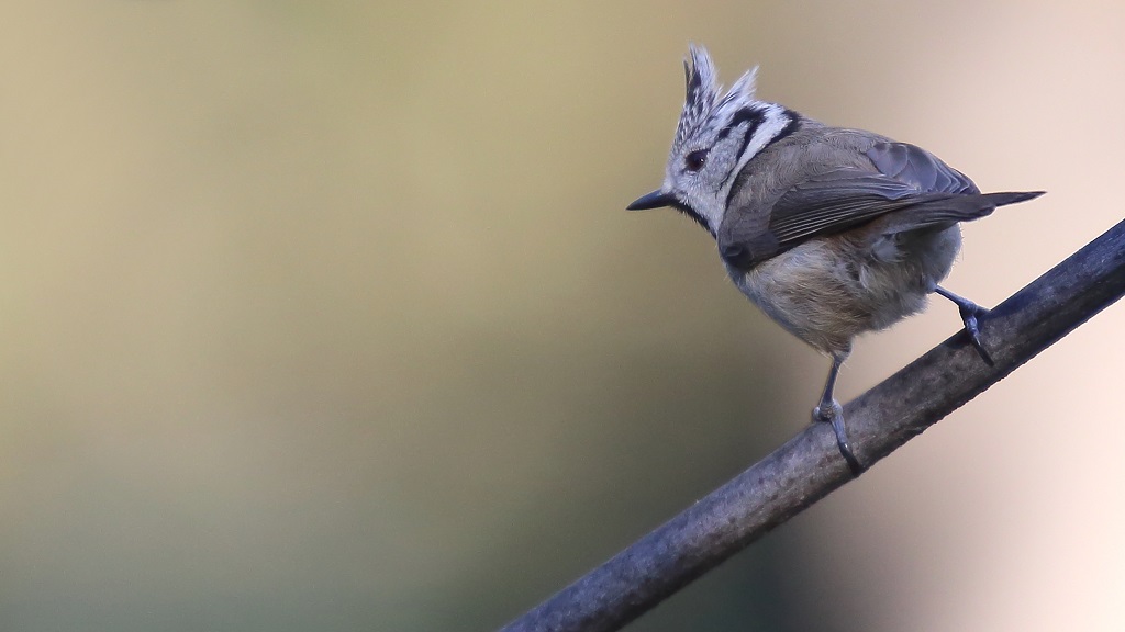 186 Mésange huppée.jpg