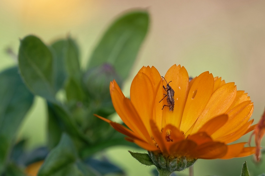 DSC_3106_DxO.jpg