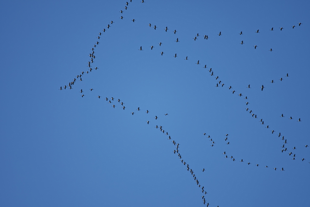 DSC_7028_DxO.jpg