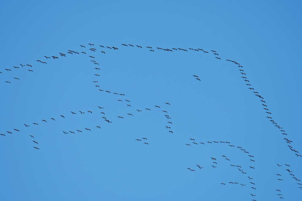 DSC_7045_DxO.jpg