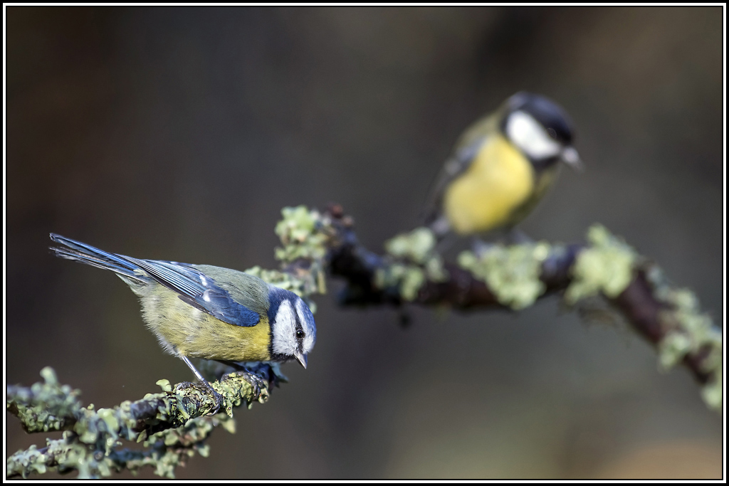 mesange_bleue(483).jpg