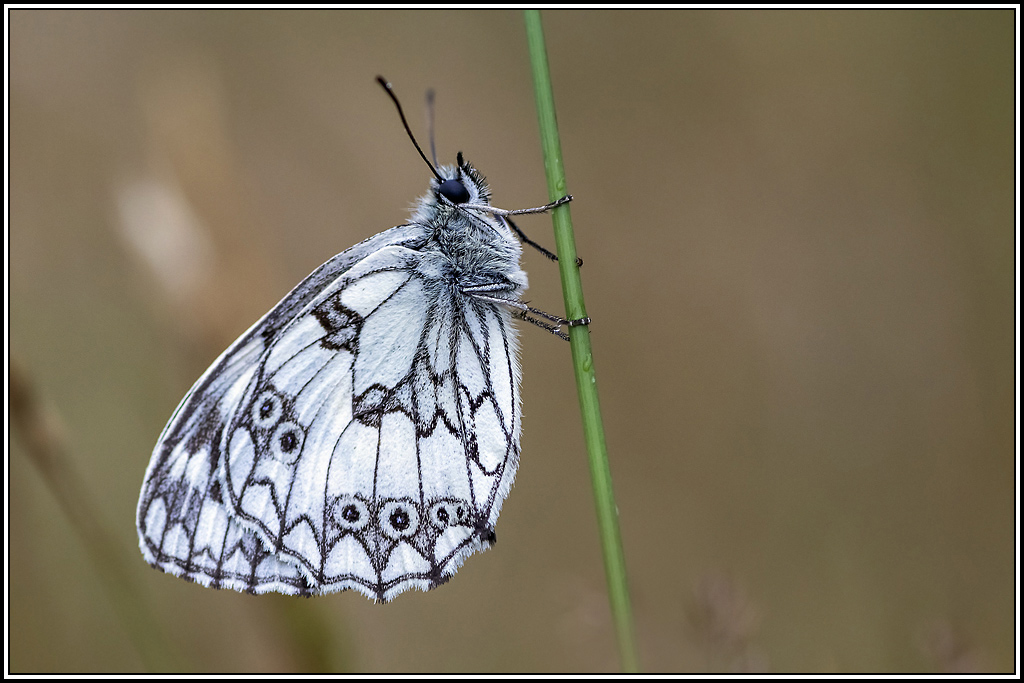 Demi-Deuil(Melanargia-galathea)(5).jpg