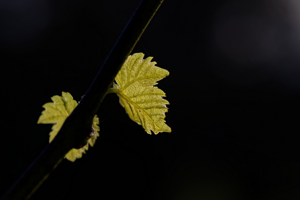 DSC_3118_DxO.jpg