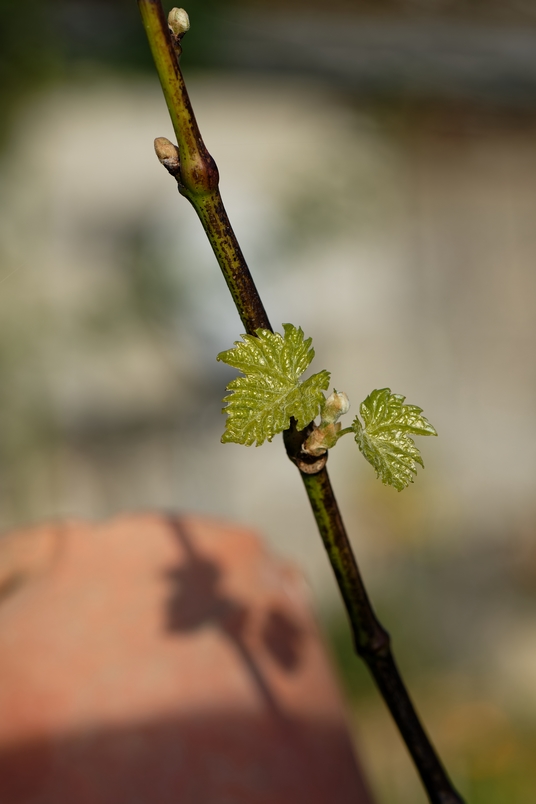 DSC_3125_DxO.jpg