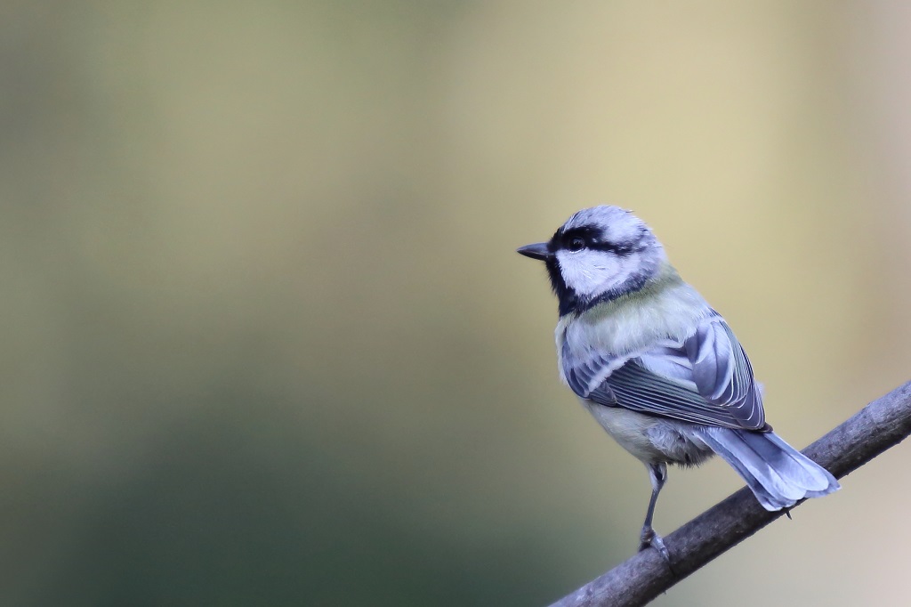 230 Mésange charbonnière leucique.jpg