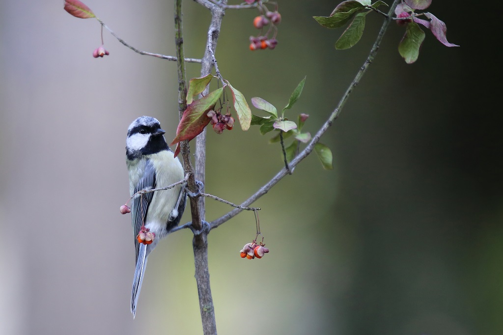 231 Mésange charbonnière leucique.jpg