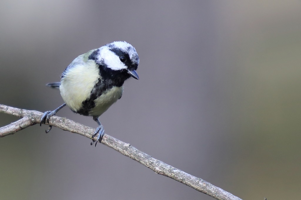 232 Mésange charbonnière leucique.jpg