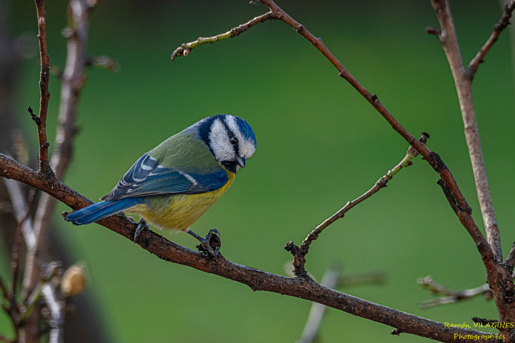 _DSC7219-ps.jpg