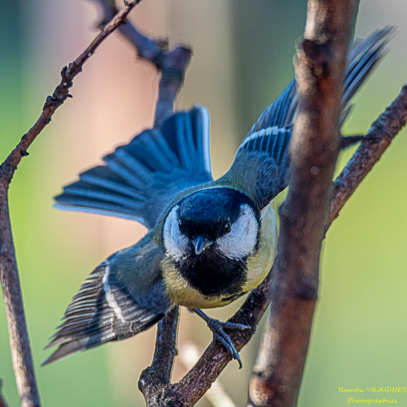 _DSC7336-ps.jpg