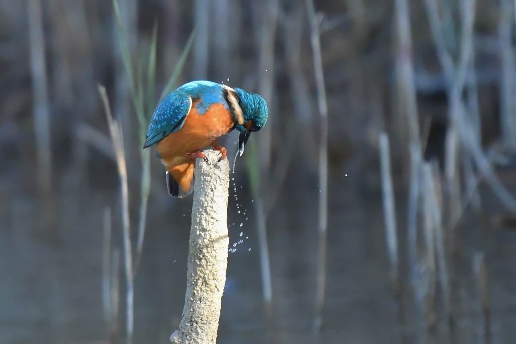 DSC_8344.JPG