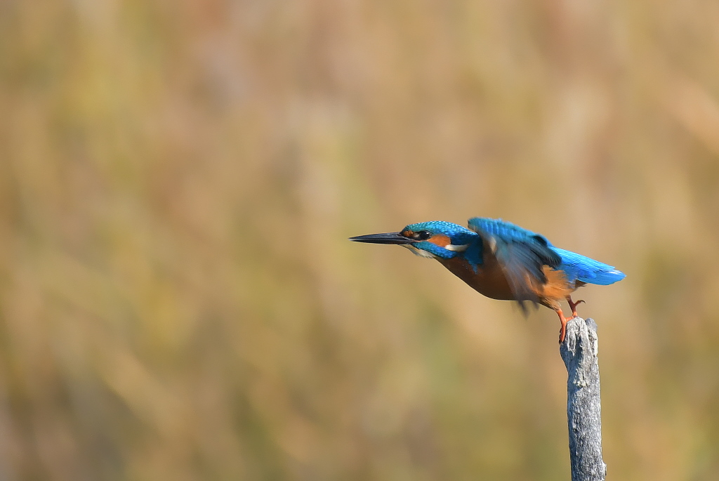 DSC_8323.JPG