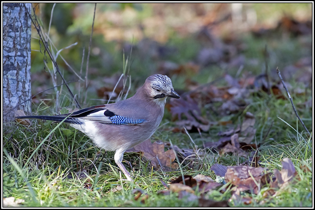 geai(86).jpg