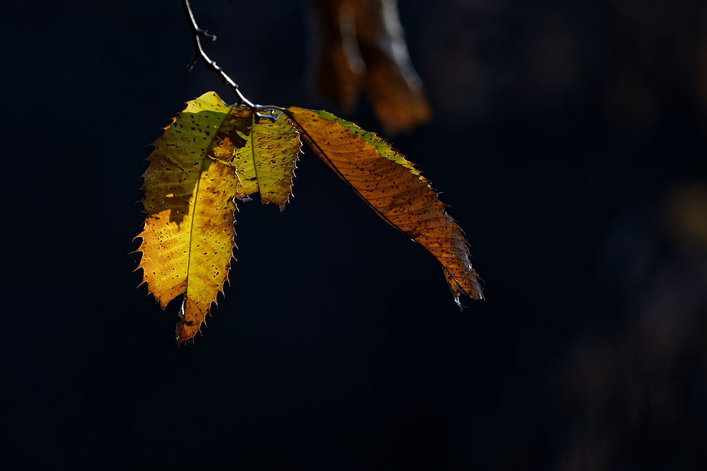 DSC_7073_DxO.jpg