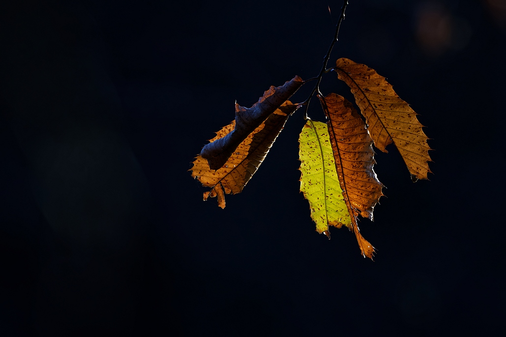 DSC_7074_DxO.jpg