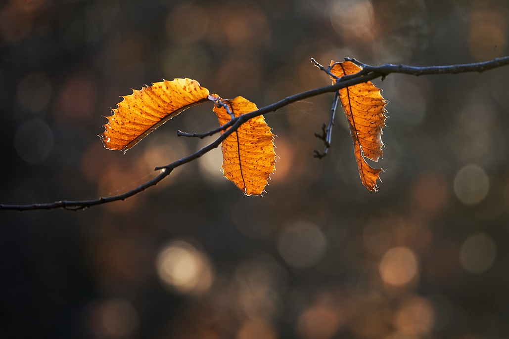 DSC_7075_DxO.jpg