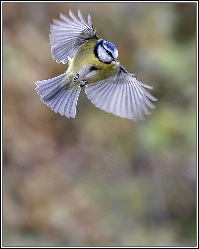 _MG_5584(11).jpg