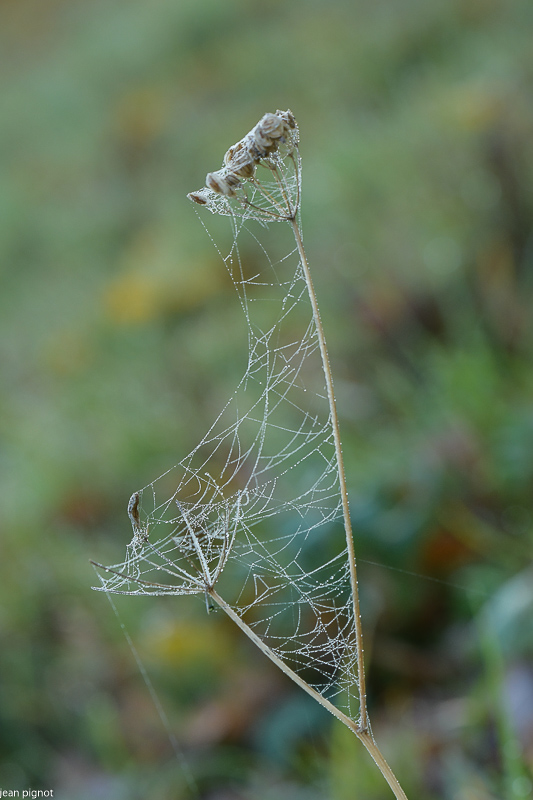 26112020-DSC_7976.jpg