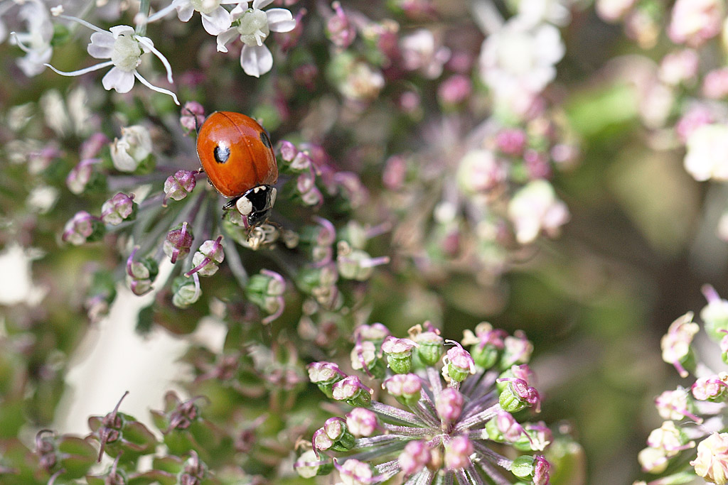 Adalia bipunctata  J Rivière.jpg