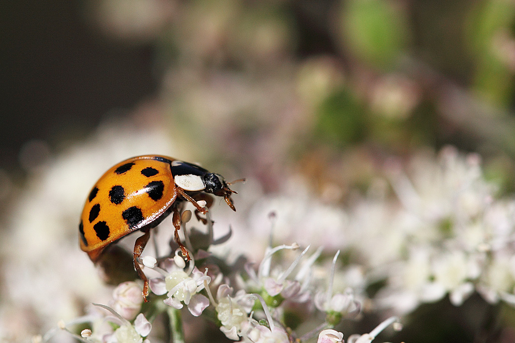 coccinelle asiatique J Rivière.jpg